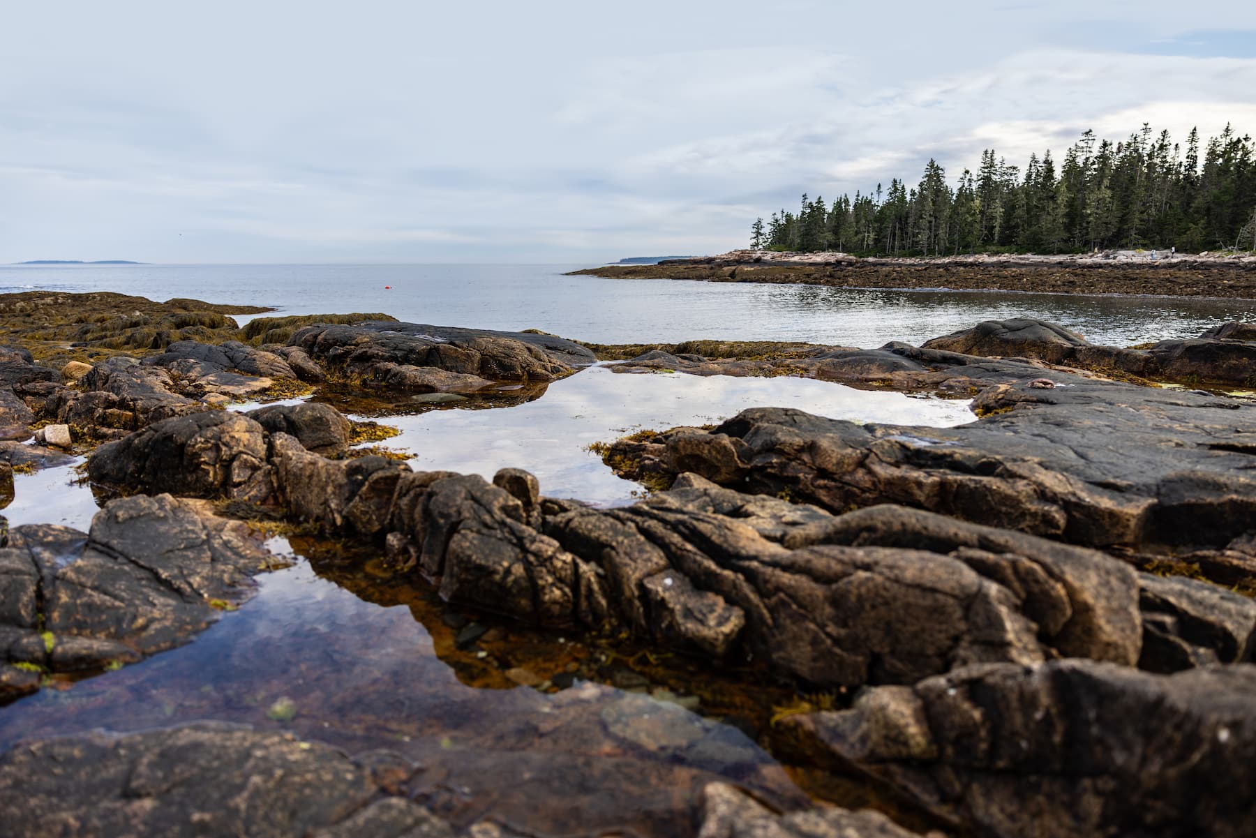 Maine Coastal Background